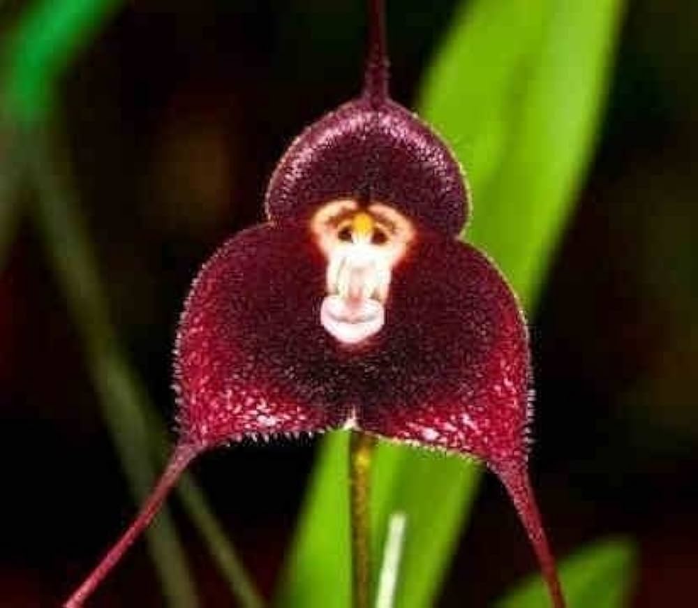Heirloom Non-GMO Monkey Face Orchid Seeds for Planting – Rare Potted Peru Flower Blooms - Non-GMO for planting in home garden